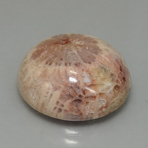 Coral fóssil multicolorido natural 13,91ct, corte redondo, opaco