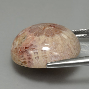 Coral fóssil multicolorido natural 13,91ct, corte redondo, opaco