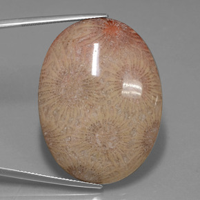 Coral fóssil Multicolorido Natural 56.57ct, Corte Oval, Opaco
