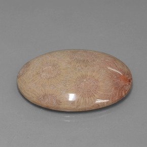 Coral fóssil Multicolorido Natural 56.57ct, Corte Oval, Opaco