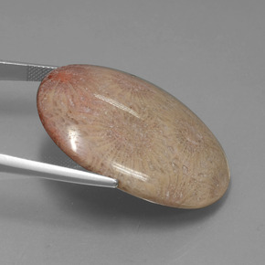 Coral fóssil Multicolorido Natural 56.57ct, Corte Oval, Opaco