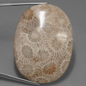 Coral fóssil Multicolorido Natural 49.51ct, Corte Oval, Opaco
