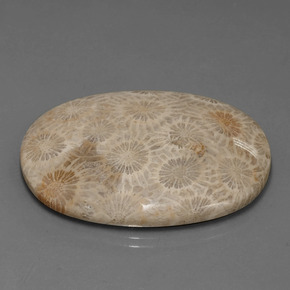 Coral fóssil Multicolorido Natural 49.51ct, Corte Oval, Opaco