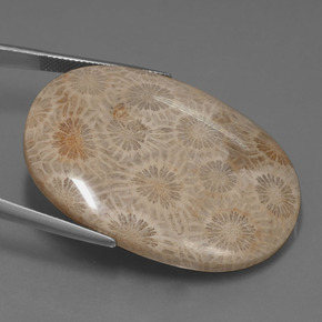 Coral fóssil Multicolorido Natural 49.51ct, Corte Oval, Opaco