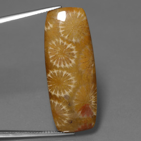 Coral fóssil Multicolorido Natural 25.14ct, Almofada cortada, Opaco