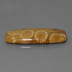 Coral fóssil Multicolorido Natural 25.14ct, Almofada cortada, Opaco