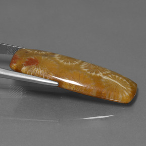 Coral fóssil Multicolorido Natural 25.14ct, Almofada cortada, Opaco