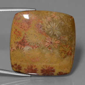 Coral fóssil Multicolorido Natural 46.89ct, Almofada cortada, Opaco