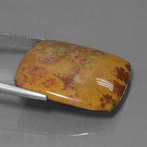 Coral fóssil Multicolorido Natural 46.89ct, Almofada cortada, Opaco