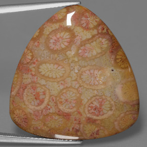 Coral fóssil multicolorido natural 28,95ct, trillion, opaco