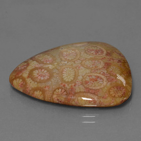 Coral fóssil multicolorido natural 28,95ct, trillion, opaco