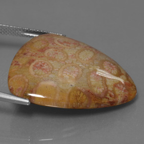 Coral fóssil multicolorido natural 28,95ct, trillion, opaco