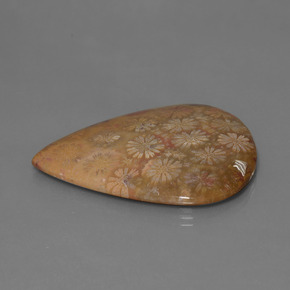 Coral fóssil Multicolorido Natural 53.96ct, Formato de pêra, Opaco