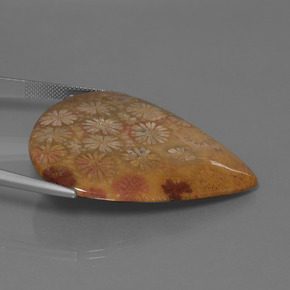 Coral fóssil Multicolorido Natural 53.96ct, Formato de pêra, Opaco