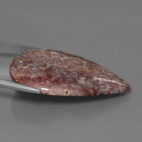 Coral fóssil multicolorido natural 65,56ct, formato de pêra, opaco