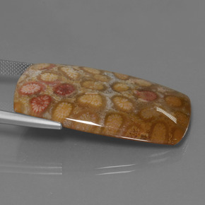 Coral fóssil Multicolorido Natural 45.68ct, Almofada cortada, Opaco