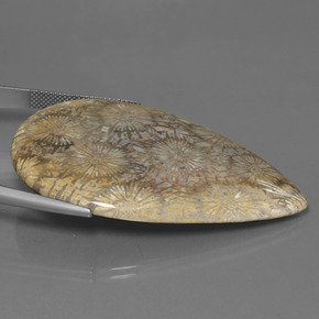 Coral fóssil Multicolorido Natural 70.58ct, Formato de pêra, Opaco