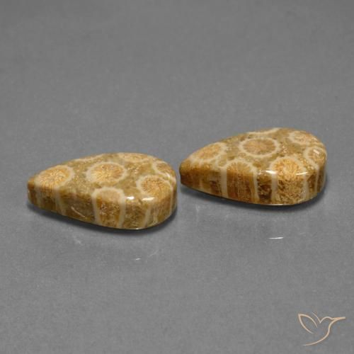 Pedras preciosas de Coral fóssil Multicolorido natural de 19.84 ct, Formato de pêra, Opaco