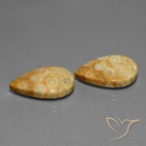 Pedras preciosas de Coral fóssil Multicolorido natural de 23.88 ct, Formato de pêra, Opaco