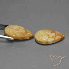 Pedras preciosas de Coral fóssil Multicolorido natural de 23.88 ct, Formato de pêra, Opaco