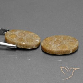Pedras preciosas de Coral fóssil Multicolorido natural de 23.01 ct, oval, Opaco