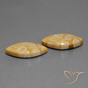 Pedras preciosas de Coral fóssil Multicolorido natural de 20.04 ct, Marquesa, Opaco