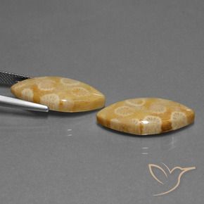 Pedras preciosas de Coral fóssil Multicolorido natural de 20.04 ct, Marquesa, Opaco