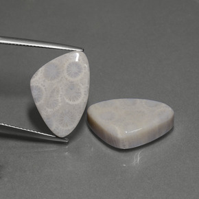 Pedras preciosas de Coral fóssil Multicolorido natural de  ct, Trilhão, Opaco