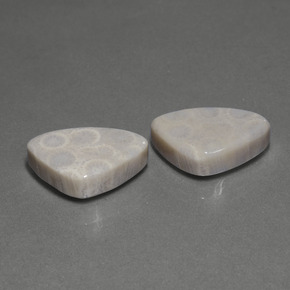 Pedras preciosas de Coral fóssil Multicolorido natural de  ct, Trilhão, Opaco