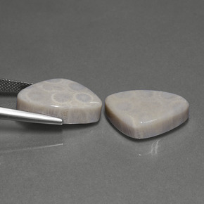 Pedras preciosas de Coral fóssil Multicolorido natural de  ct, Trilhão, Opaco