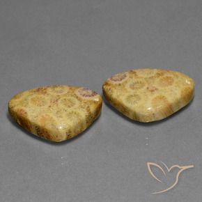 Pedras preciosas de Coral fóssil Multicolorido natural de 28.33 ct, Trilhão, Opaco