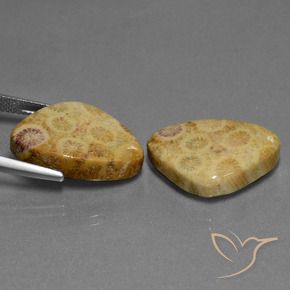 Pedras preciosas de Coral fóssil Multicolorido natural de 28.33 ct, Trilhão, Opaco