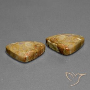 Pedras preciosas de Coral fóssil Multicolorido natural de 28.03 ct, Trilhão, Opaco