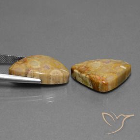 Pedras preciosas de Coral fóssil Multicolorido natural de 28.03 ct, Trilhão, Opaco