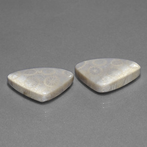 Pedras preciosas de coral fóssil multicolorido natural de 21,39 ct, trillion, opaco