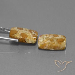 Pedras preciosas de Coral fóssil Multicolorido natural de 19.08 ct, Almofada, Opaco