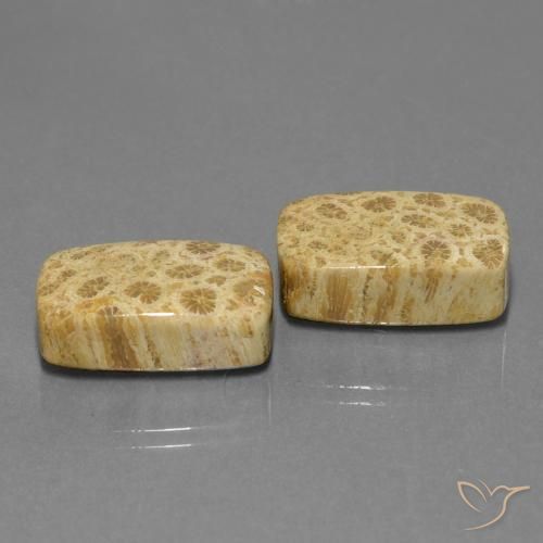 Pedras preciosas de Coral fóssil Multicolorido natural de 28.81 ct, Almofada, Opaco