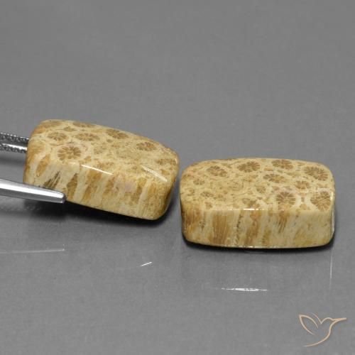 Pedras preciosas de Coral fóssil Multicolorido natural de 28.81 ct, Almofada, Opaco