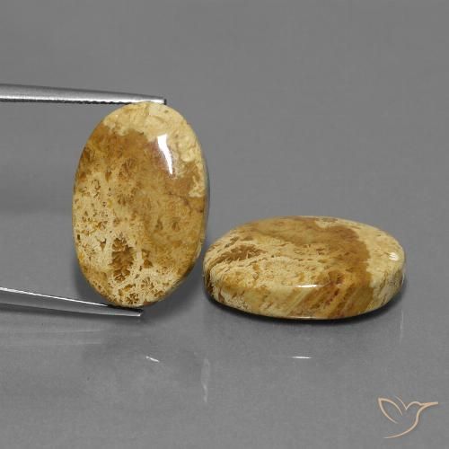 25.37ctw Natural Multicolorido Coral fóssil, oval, Opaco