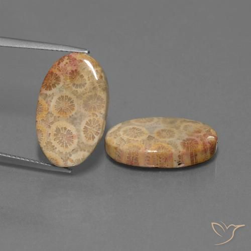 19.28ctw Natural Multicolorido Coral fóssil, oval, Opaco