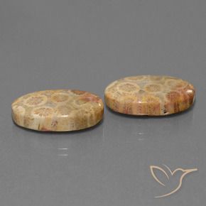 Pedras preciosas de Coral fóssil Multicolorido natural de 19.28 ct, oval, Opaco