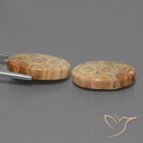 Pedras preciosas de Coral fóssil Multicolorido natural de 19.28 ct, oval, Opaco