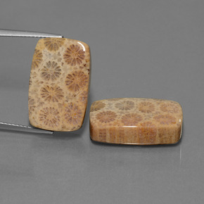 Pedras preciosas de Coral fóssil Multicolorido natural de  ct, Almofada cortada, Opaco