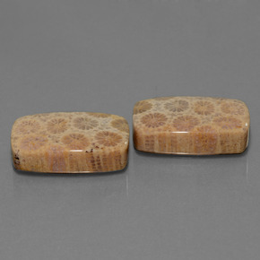 Pedras preciosas de Coral fóssil Multicolorido natural de  ct, Almofada cortada, Opaco