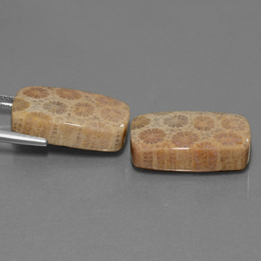 Pedras preciosas de Coral fóssil Multicolorido natural de  ct, Almofada cortada, Opaco