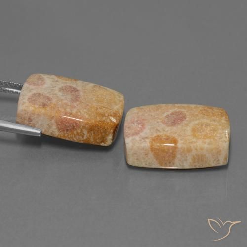 Pedras preciosas de Coral fóssil Multicolorido natural de 35.05 ct, Almofada, Opaco