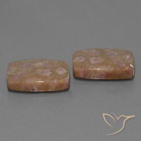 Pedras preciosas de Coral fóssil Multicolorido natural de 27.24 ct, Almofada, Opaco