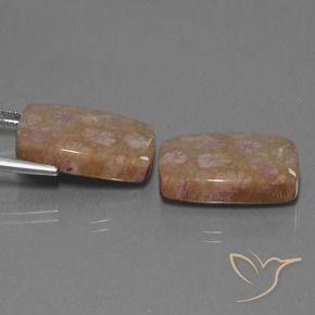 Pedras preciosas de Coral fóssil Multicolorido natural de 27.24 ct, Almofada, Opaco