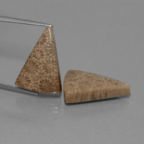 Pedras preciosas de Coral fóssil Multicolorido natural de  ct, Trilhão, Opaco