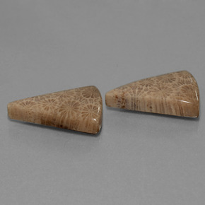 Pedras preciosas de Coral fóssil Multicolorido natural de  ct, Trilhão, Opaco